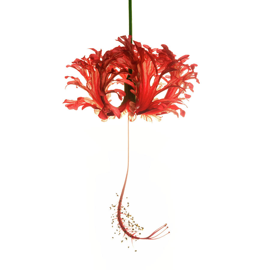 Still Life Photograph - Hibiscus Schizopetalus on White by Christopher Johnson