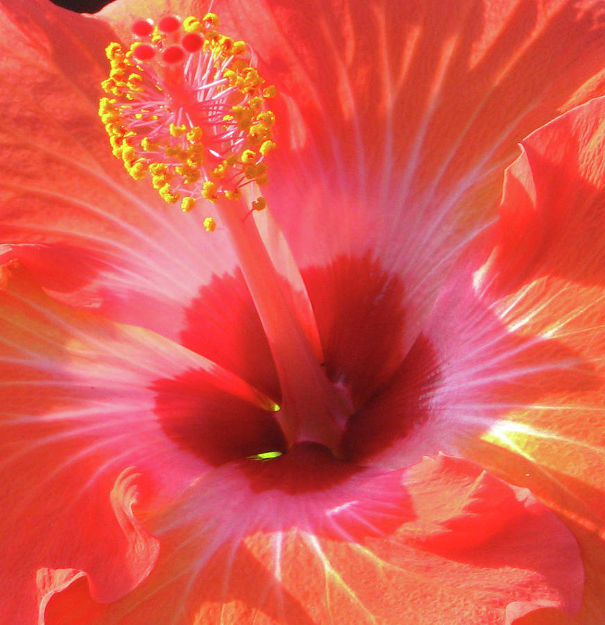 Hibiscus - Shades of Coral Photograph by Kerri Ligatich
