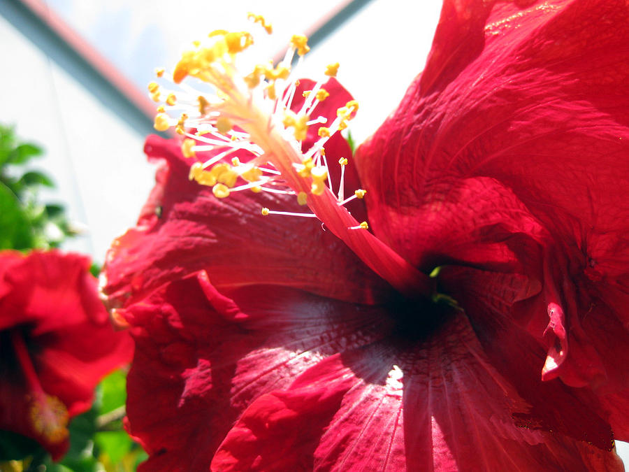 Hibiscus shining upward Photograph by Sarah Hornsby