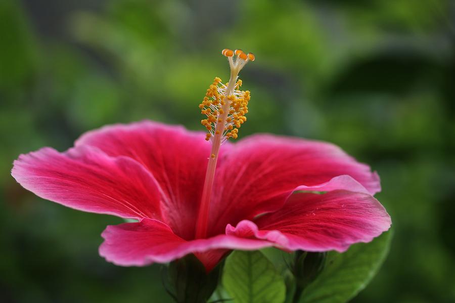 Hibiscus Side View Photograph by Buck Buchanan - Fine Art America