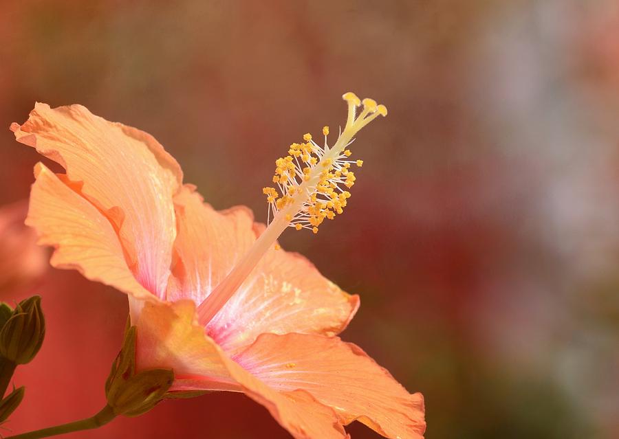 Hibiscus Sorbet Photograph by Fraida Gutovich