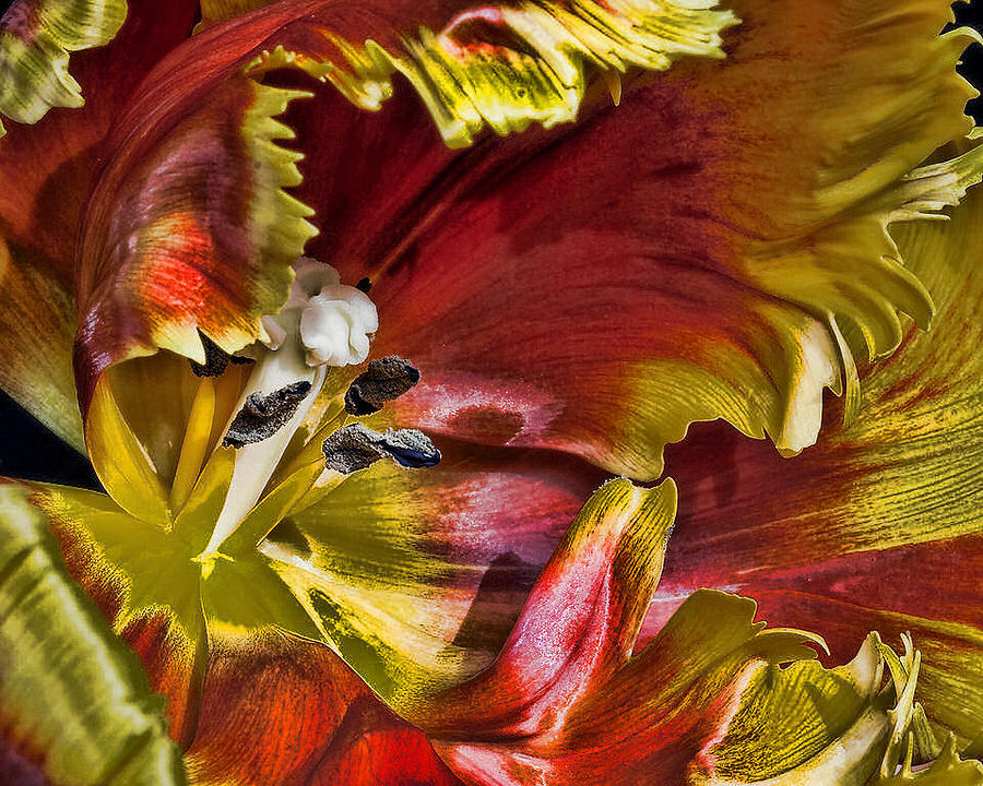 Flower Photograph - Hibiscus Spice by Joetta West