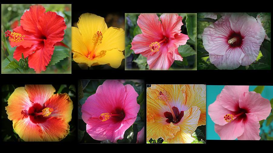 Hibiscus Splendor - A Collage Photograph by Dora Sofia Caputo
