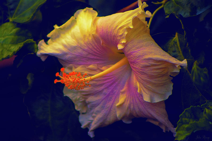 Hibiscus Splendor Photograph by John Rivera