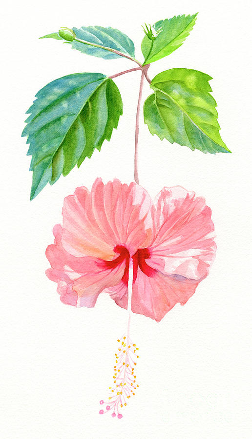 Hibiscus Sprinkle Rain, Rosa Sinensis Painting by Sharon Freeman - Fine Art  America