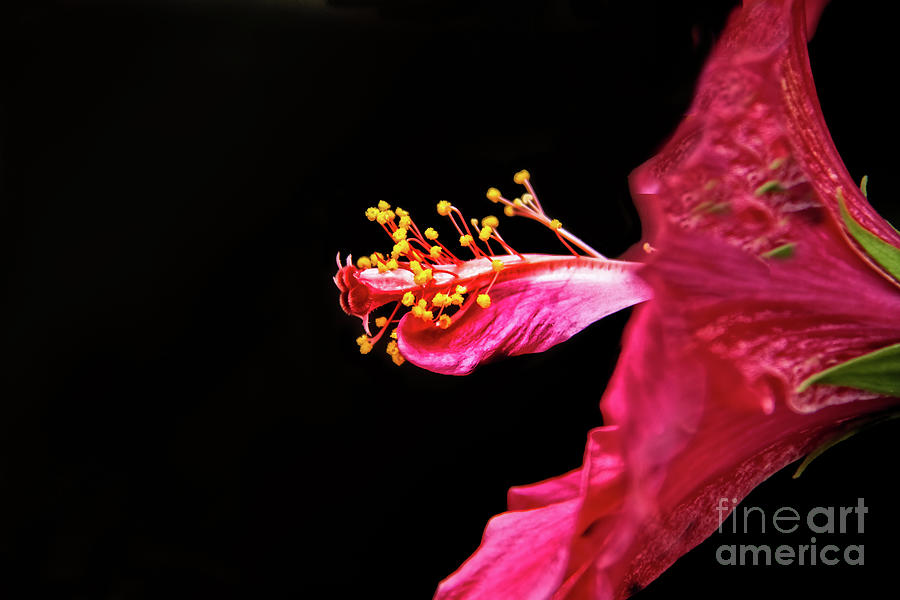 Hibiscus Stamens Photograph by Robert Bales