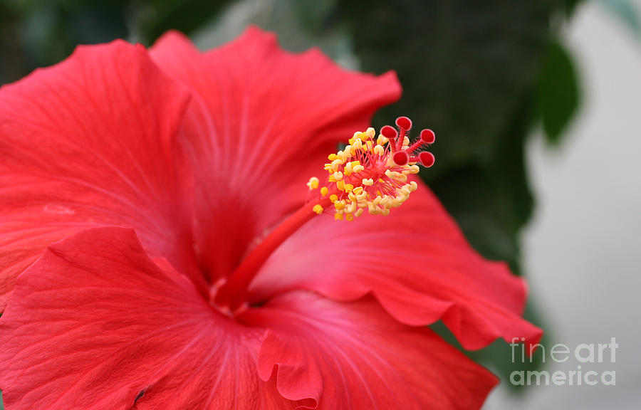 Hibiscus Photograph by Steve Augustin