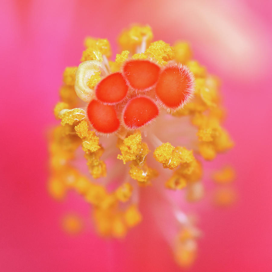 Hibiscus stigma Photograph by Karen Smale