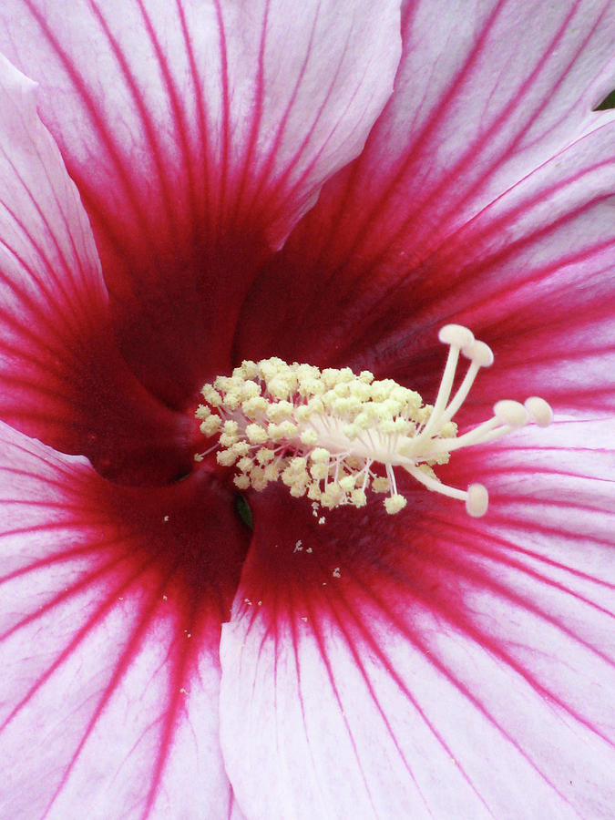 Hibiscus - Summerific Summer Storm 05 Photograph by Pamela Critchlow