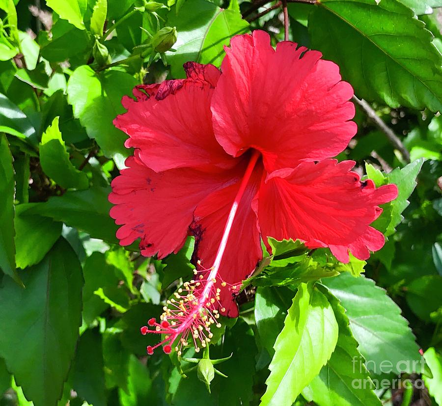 Hibiscus Photograph by Suzanne Lorenz