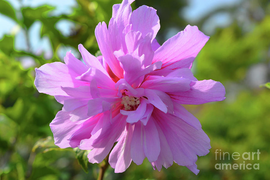 Flower Photograph - Hibiscus syriacus by Josie Elias