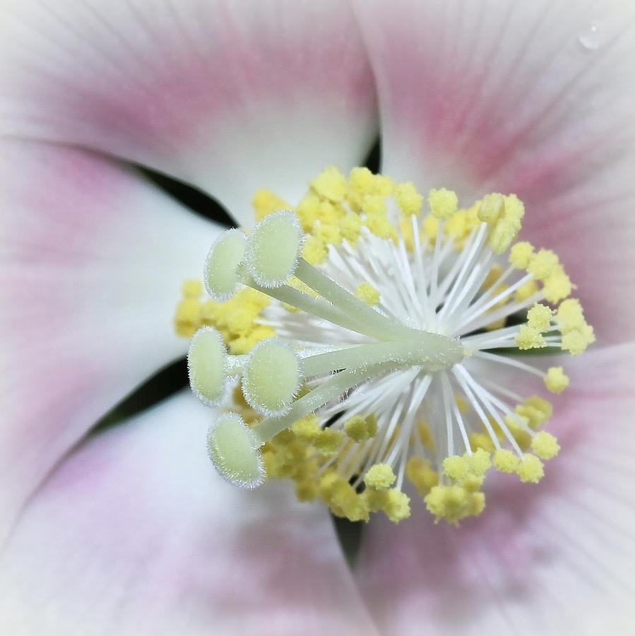 Flower Photograph - Hibiscus by Tammy Schneider