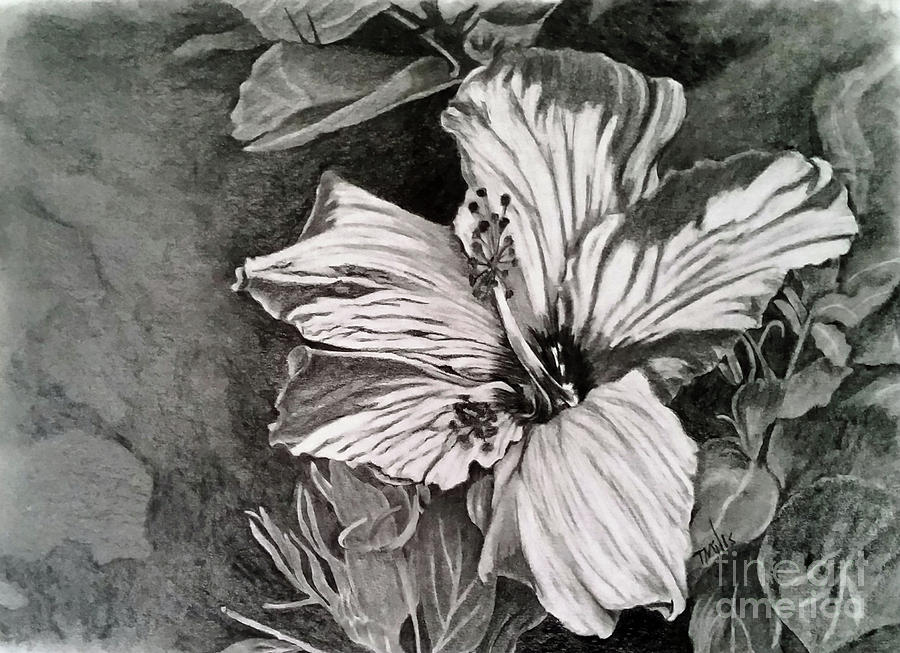 Flowers Still Life Drawing - Hibiscus by Terri Mills