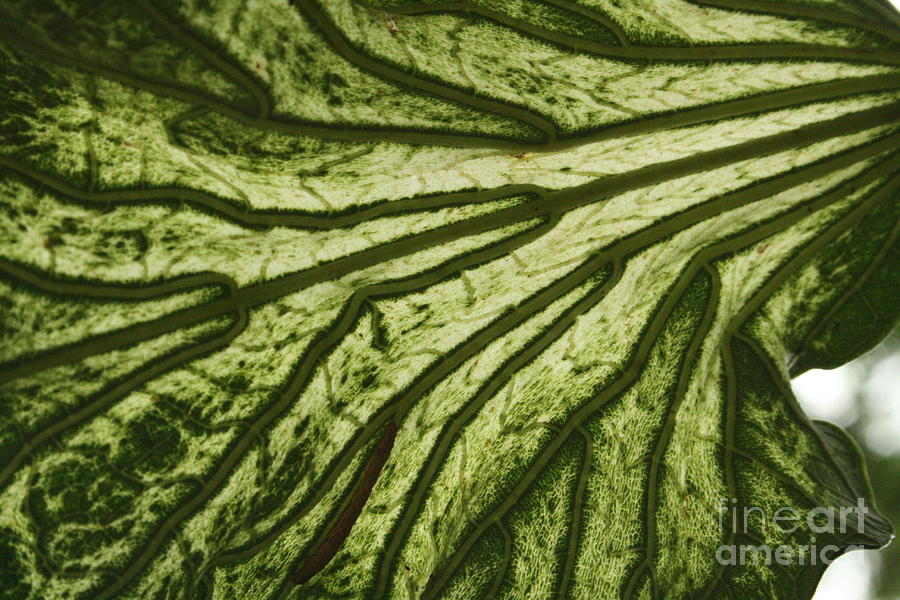 Hibiscus Tiliaceus Variegata 3 Photograph by Jennifer Bright Burr
