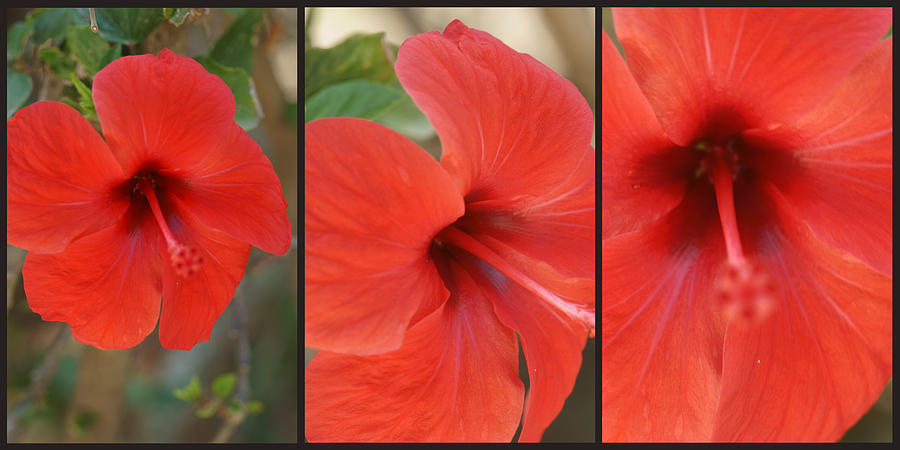Hibiscus Triptych 1 Photograph by Dimitry Papkov