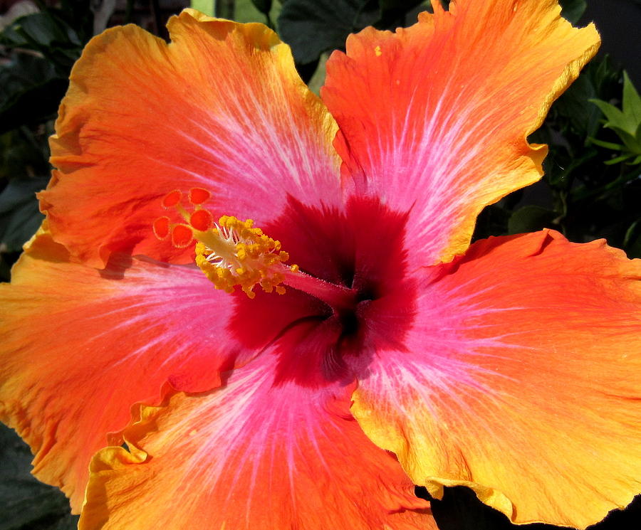 Hibiscus Tropical Sunset 3 Photograph by Adrienne Wilson - Fine Art America