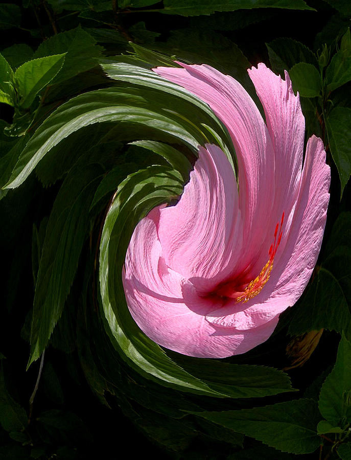 Hibiscus Twirl Photograph by Carolyn Jacob