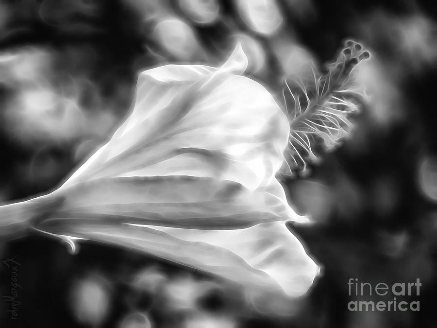 Nature Photograph - Hibiscus Unfolding BW by Margaux Dreamaginations