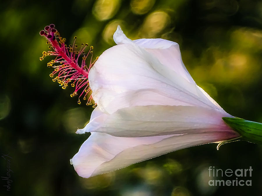 Hibiscus Unfolding Photograph by Margaux Dreamaginations