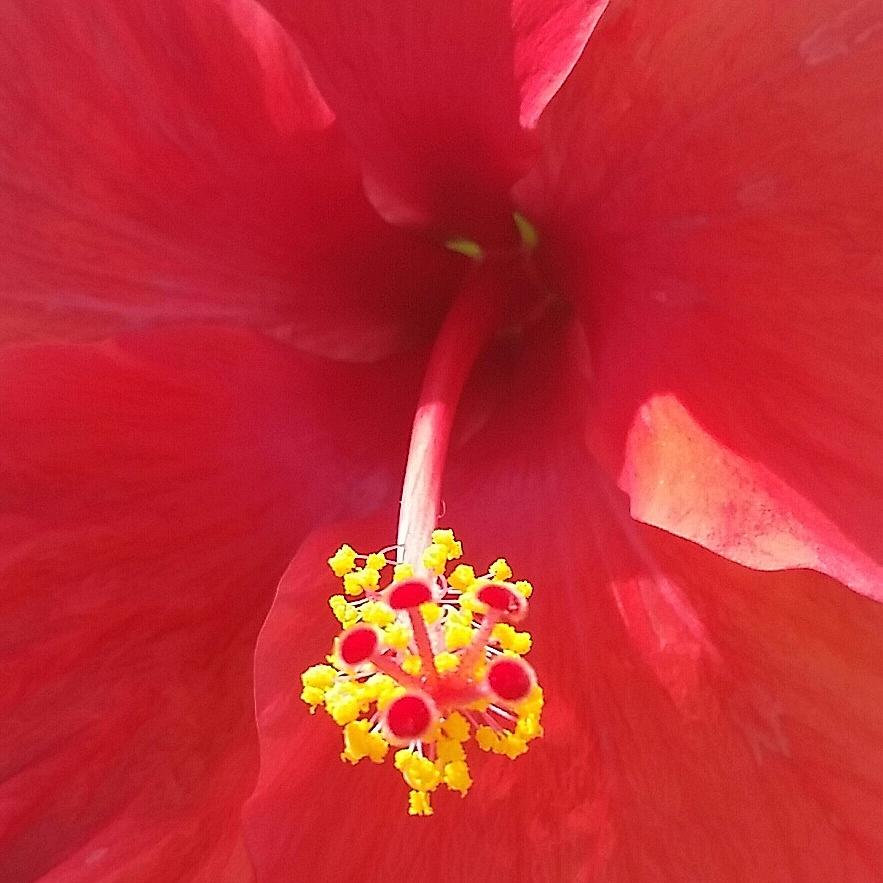 Flowers Still Life Photograph - Hibiscus  by Vale Anoai