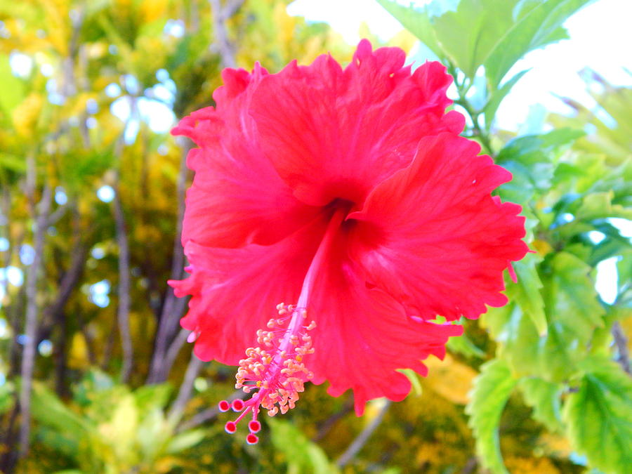 Hibiscus Photograph by Virginia White