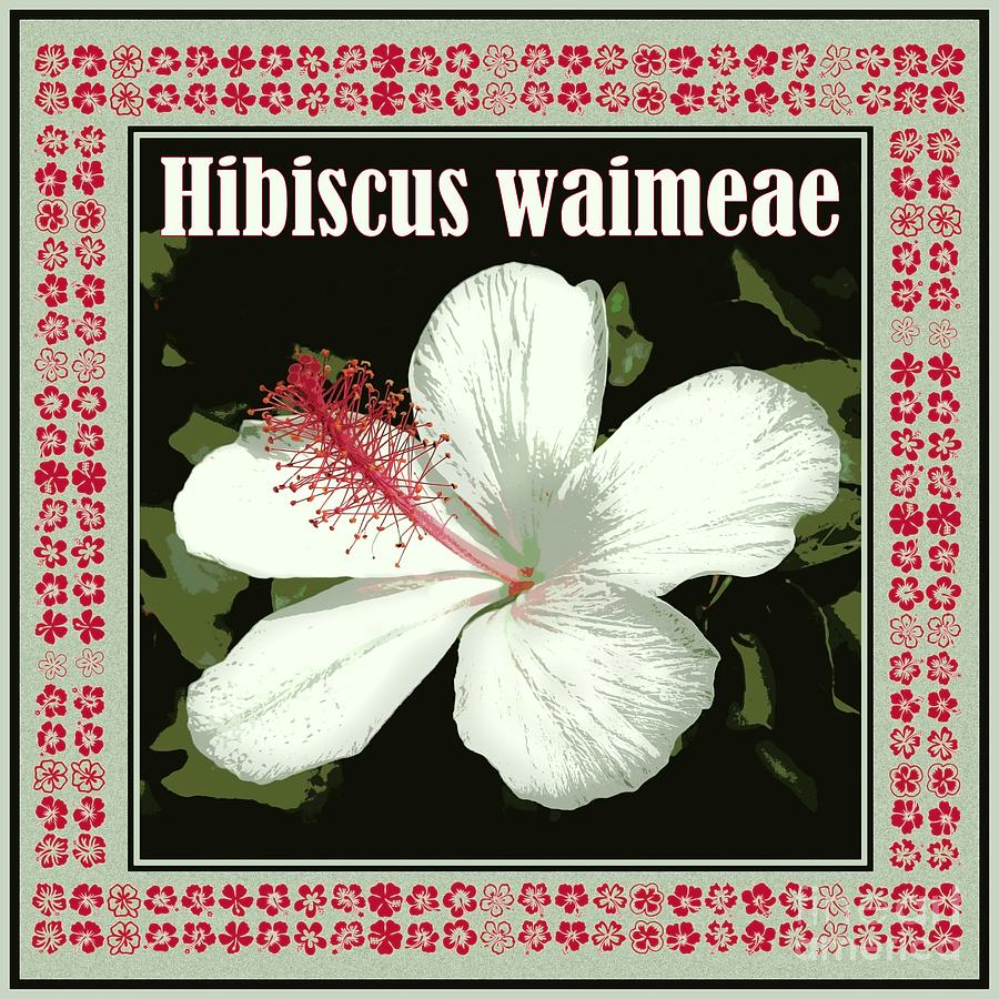 Hibiscus Waimeae Square Photograph by Catherine Sherman