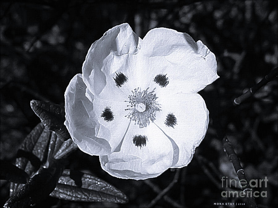Hibiscus White and Red BW Photograph by Mona Stut