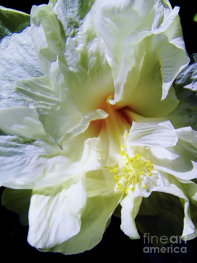 Hibiscus White Beauty Photograph by D Hackett