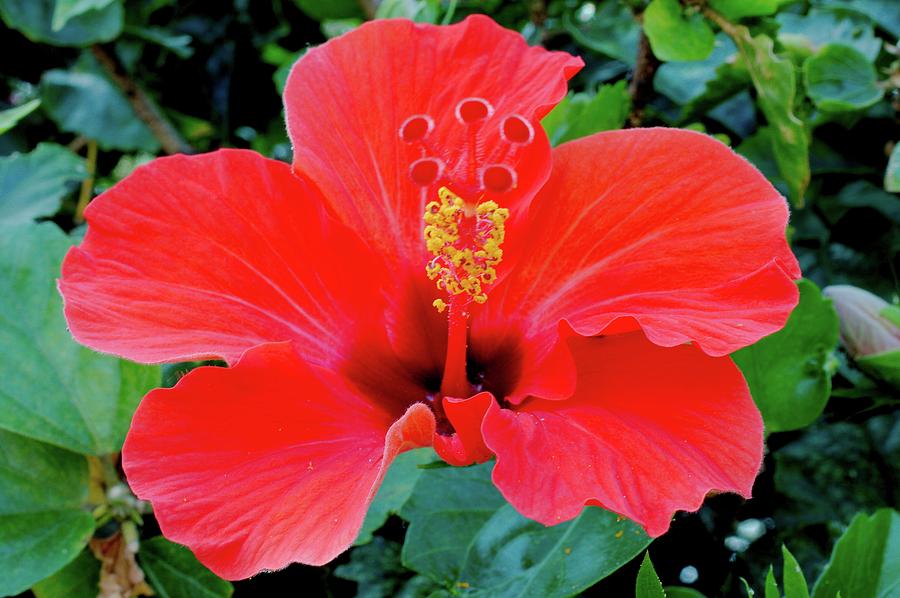 Hibiscus Digital Art by William Crawford | Fine Art America