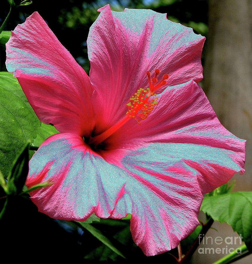 Flower Photograph - Hibiscus with a solarize effect by Rose Santuci-Sofranko