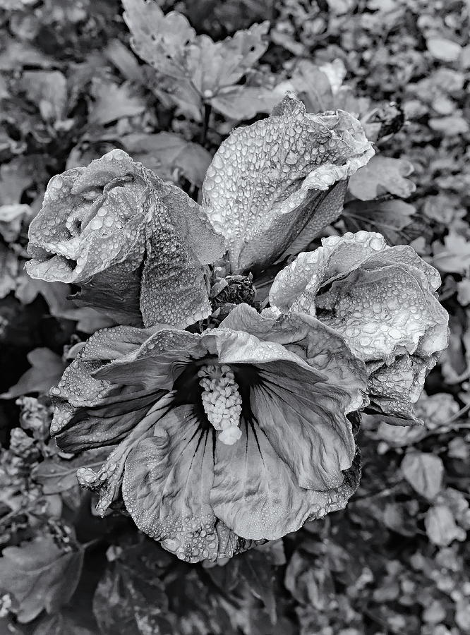 Hibiscus with Raindrops Monochrome Photograph by Jeff Townsend