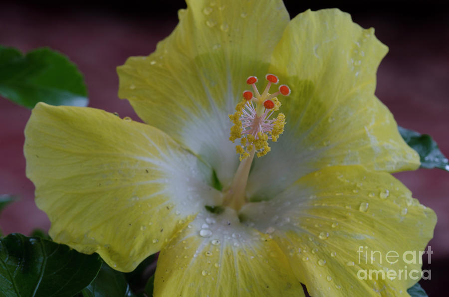 Hibiscus Yellow Beauty Photograph by Dale Powell