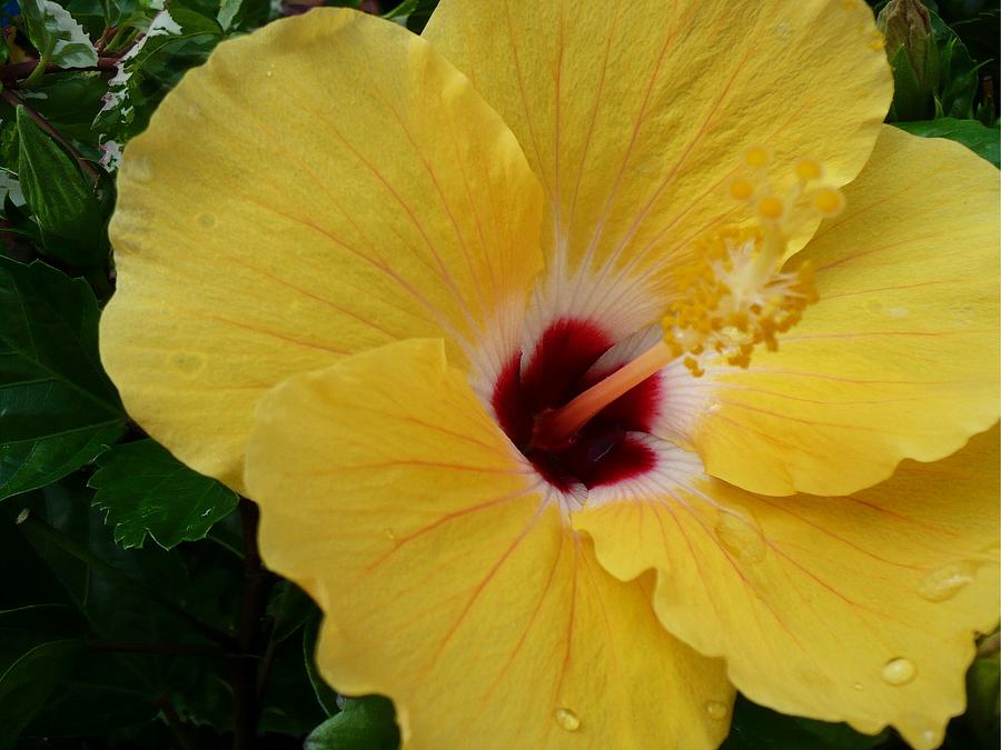 Hibiscus Yellow Photograph by Florene Welebny