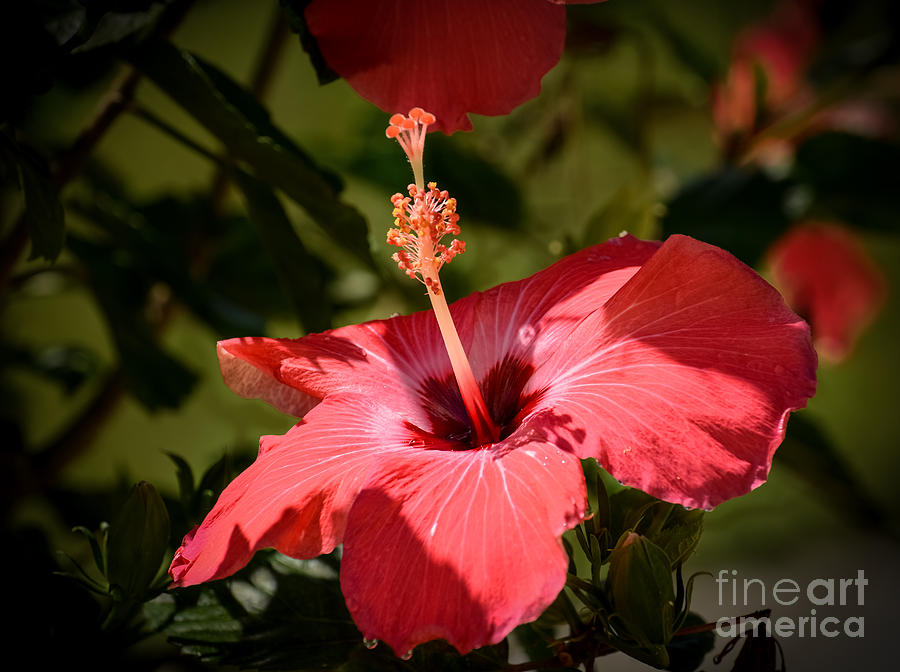 Flower Photograph - Hibiscus  by Zina Stromberg