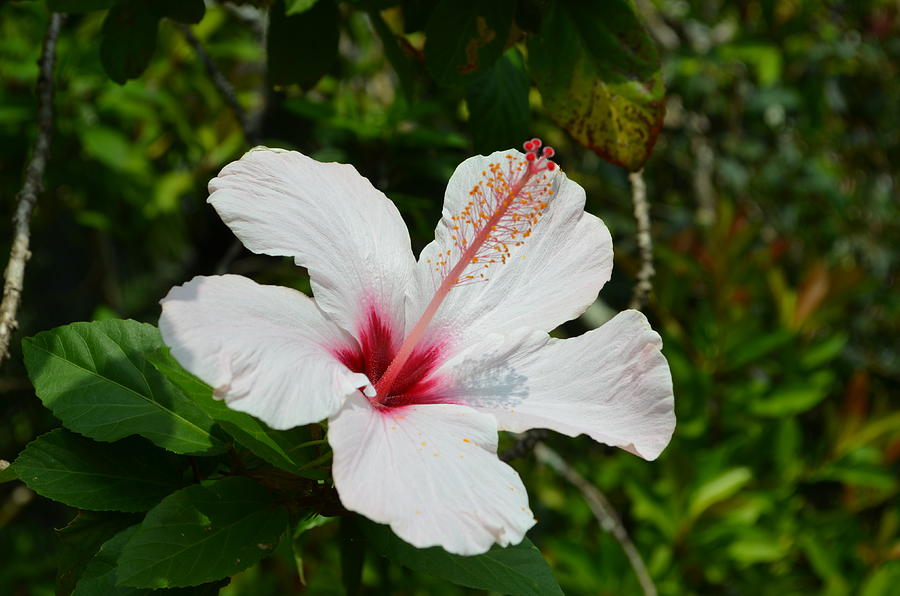 Hibsicous heavenly flower by Celena Kuhlmann
