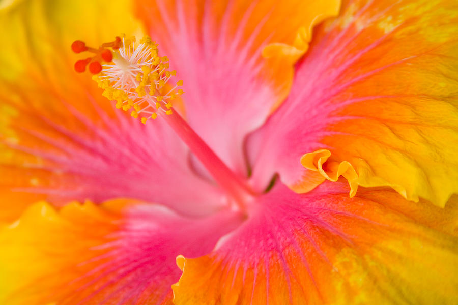 Flower Photograph - Hibuscus Splash by Eggers Photography