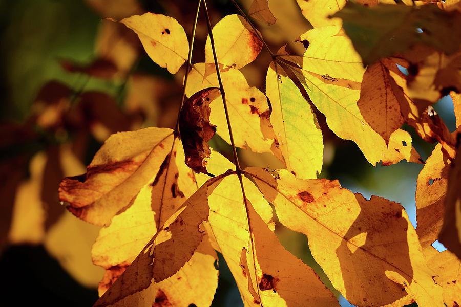 Hickory Leaves Photograph by Todd Hostetter - Fine Art America