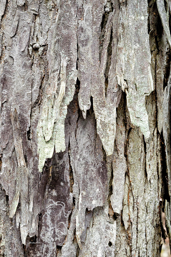 Hickory Tree Bark Abstract Photograph by Christina Rollo