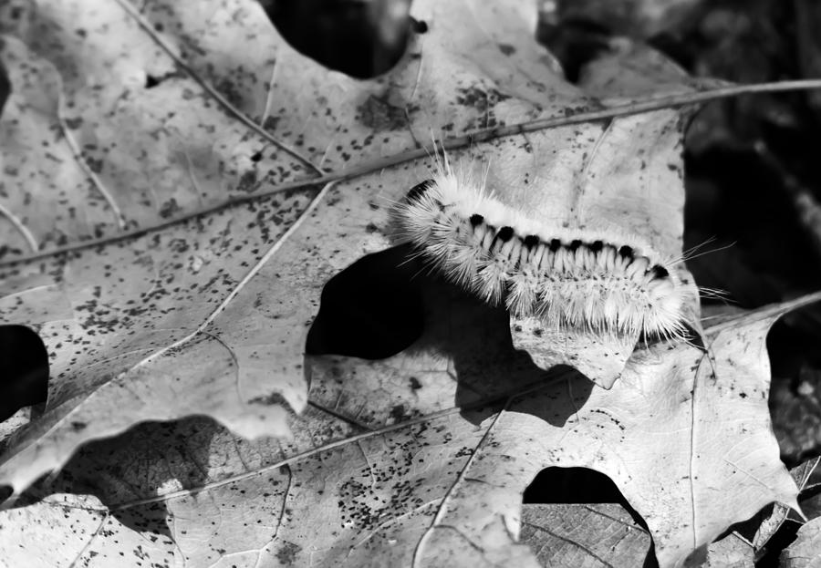Hickory Tussock Caterpillar in Black and White Photograph by Tracy Winter
