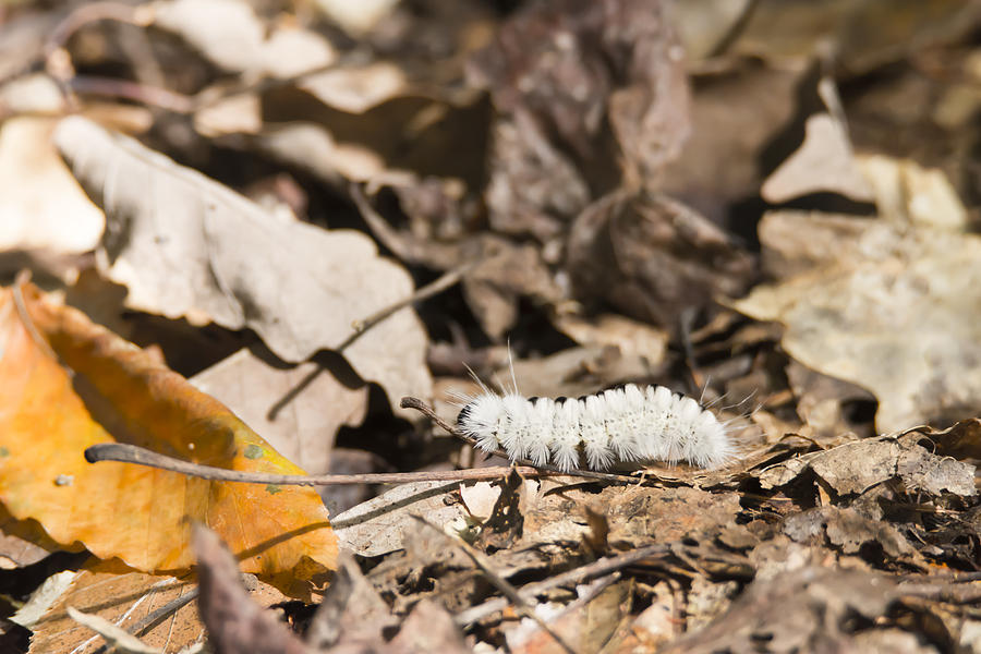 Hickory Tussock Caterpillar in the Leaves Photograph by Tracy Winter