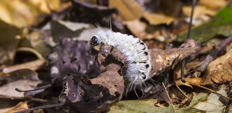 Hickory Tussock Caterpillar Photograph by Tracy Winter