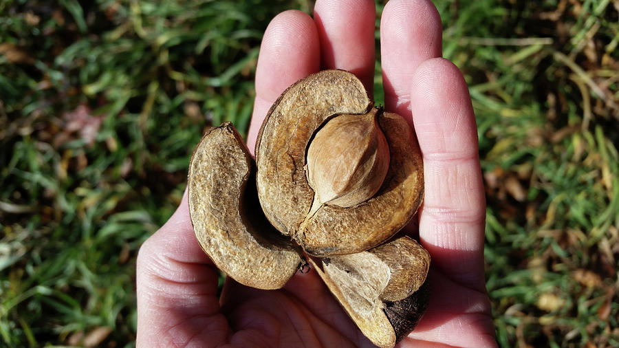 HickoryNut Photograph by Brook Burling HickoryNut Photograph by Brook Burling