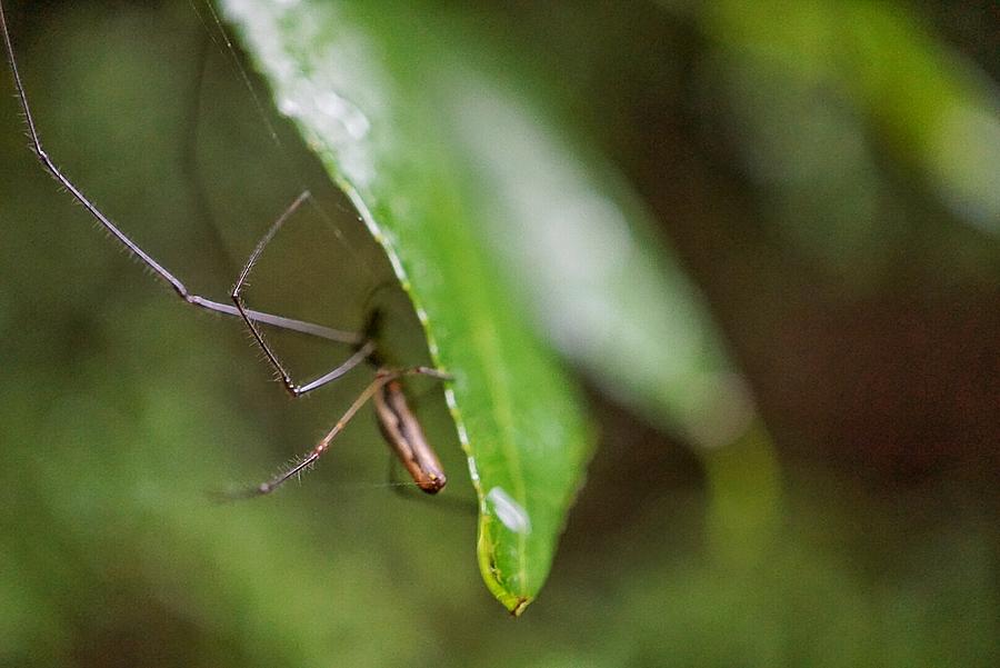 Spider Photograph - Hidden Adversary by Fara Shehee