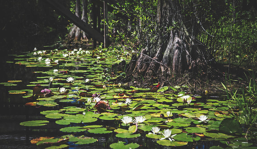 Hidden Beauty In The Swamp Photograph by Mountain Dreams