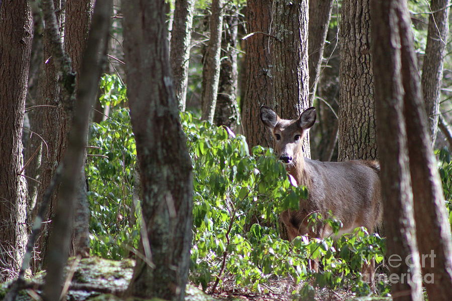 Deer Photograph - Hidden Beauty by Neal Eslinger
