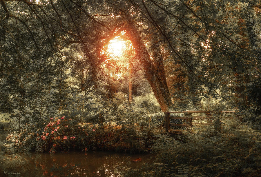 Hidden Beauty by Wim Lanclus Hidden Beauty by Wim Lanclus
