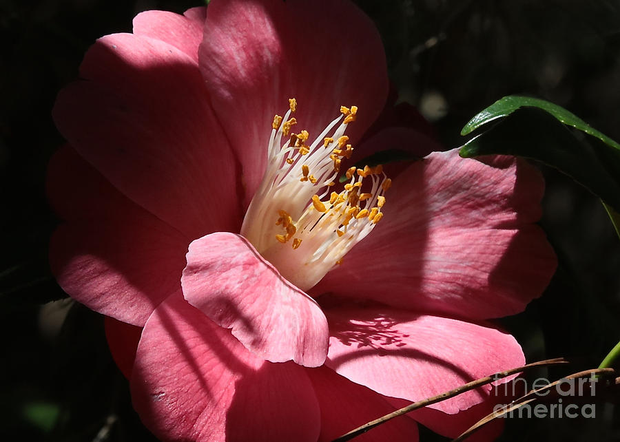 Hidden Camellia Photograph by Carol Groenen
