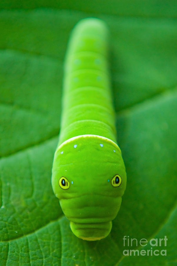 Hidden Caterpillar Photograph by PIPA Fine Art - Simply Solid