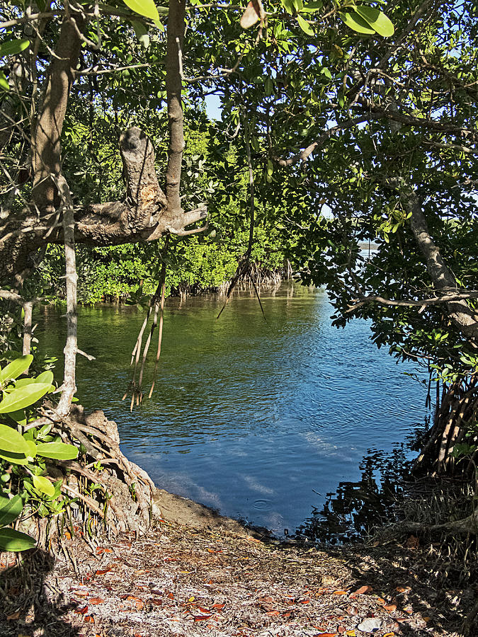 Hidden Cove in the Mangroves Photograph by Bob Slitzan