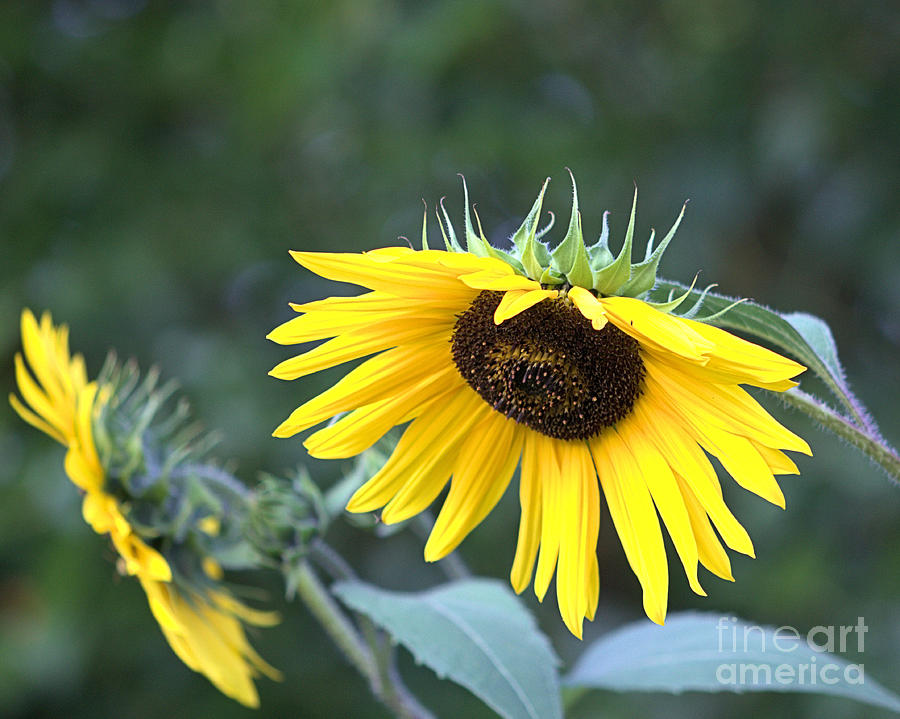 Sunflower Photograph - Hidden Depression by Vickie Johnson
